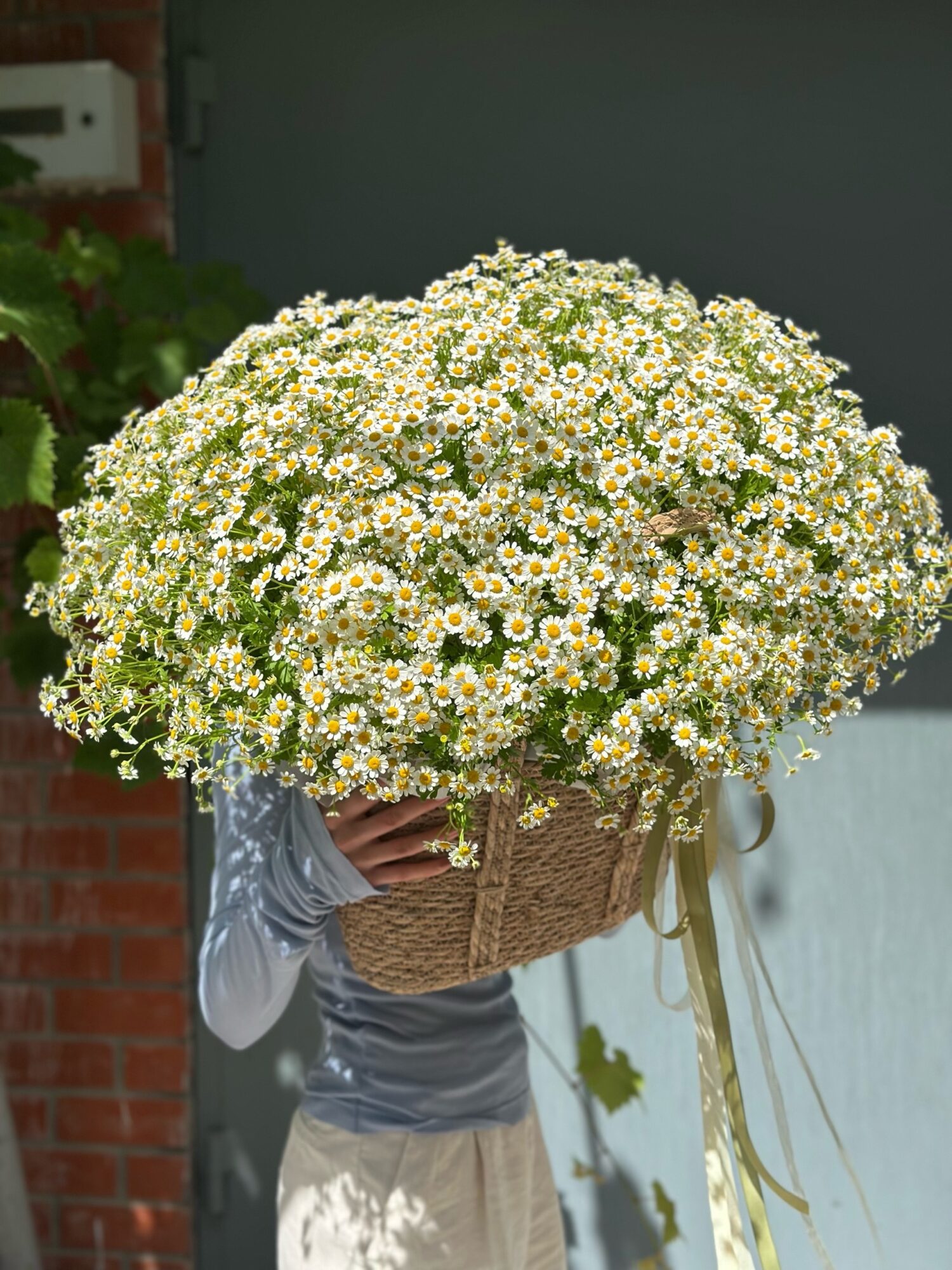 Большая корзина ромашек