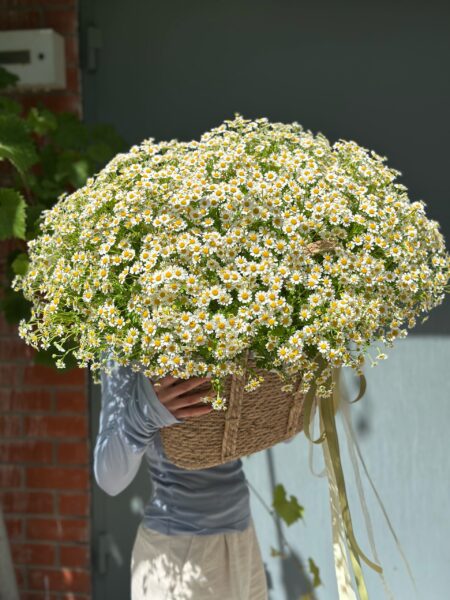 Большая корзина ромашек