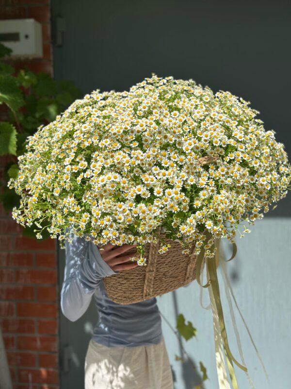 Большая корзина ромашек